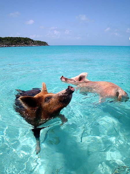 Swimming pigs at Big Major Cay in the Bahamas