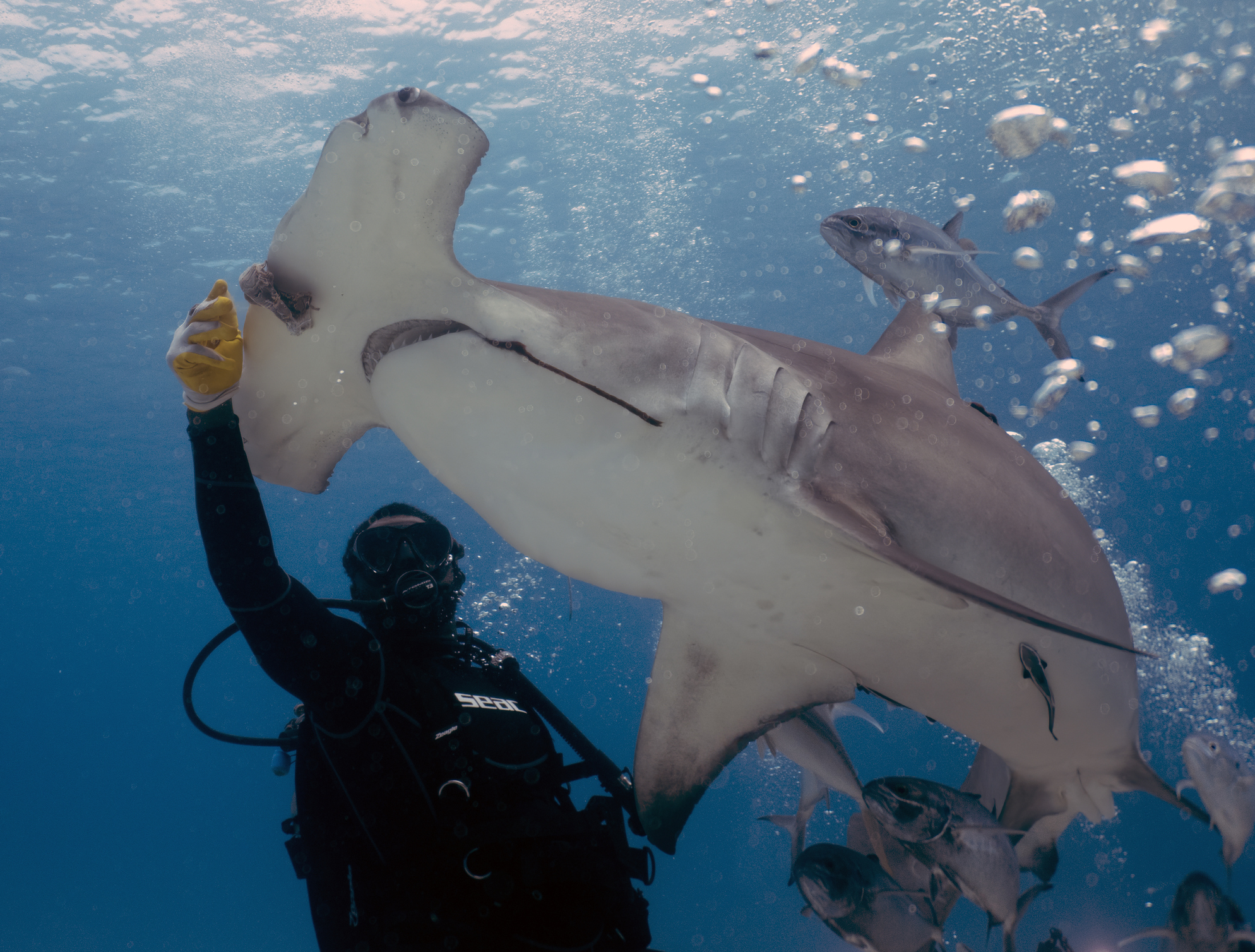 Diver with shark in the Bahamas
