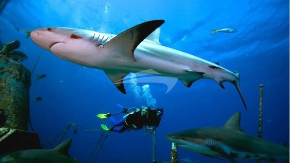 Image of AMMONITE yacht #18