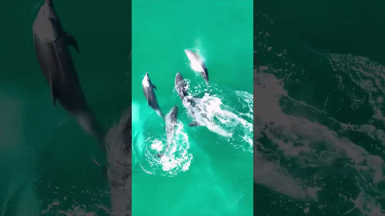 Yacht Video