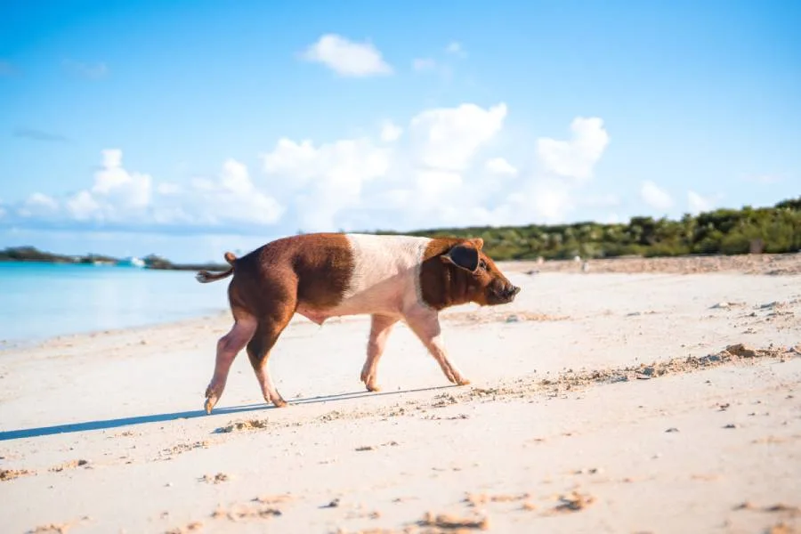 Top 5 Exuma Yacht Charter Destinations with Louis Lamprell