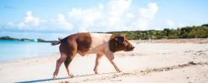 Top 5 Exuma Yacht Charter Destinations with Louis Lamprell