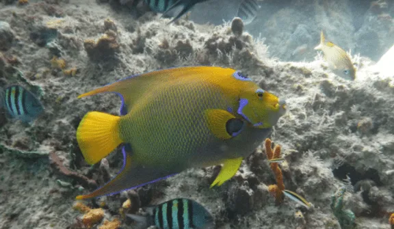 Sergeant majors and a queen angelfish over the reef inside Thunderball Grotto near Staniel Cay, Bahamas