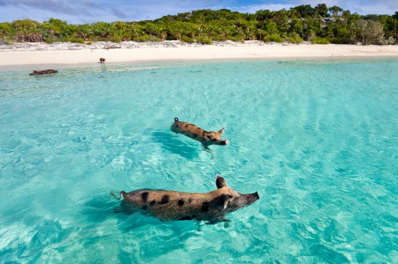 Pigs swimming at Staniel Cay, Exuma yacht charter