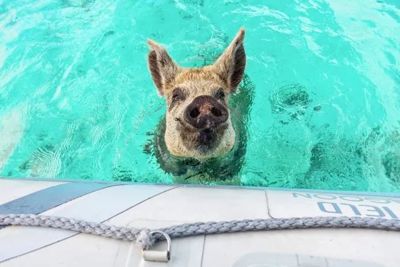 Swimming pigs at Staniel Cay, Exumas yacht charter highlight