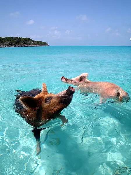Swimming pigs at Pig Beach, Big Major Cay, Exuma Islands, Bahamas