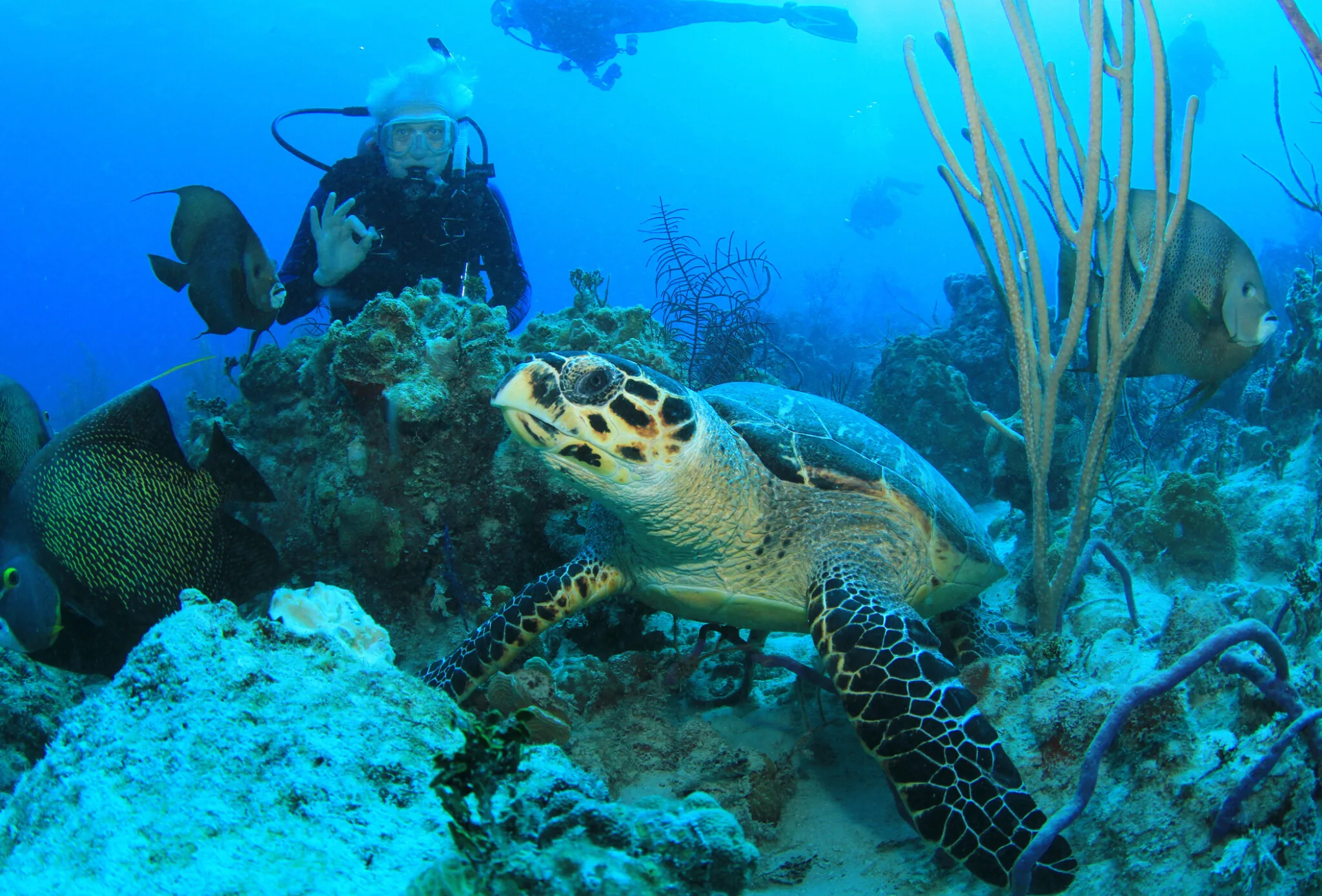 The Bahamas provides enchanting opportunities to witness turtles in their natural habitat. Snorkelers and divers can encounter these graceful creatures gliding through the clear waters, with popular locations like Green Turtle Cay offering memorable encounters.