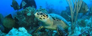 Yacht Charter in Green Turtle Cay