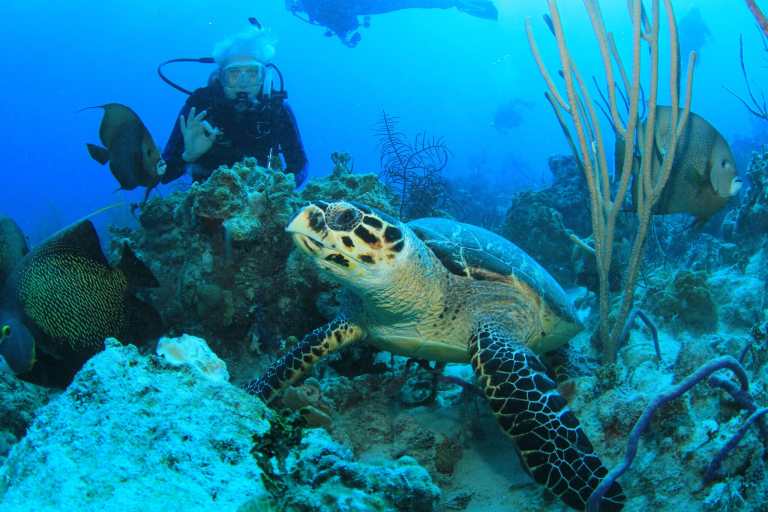 Charter Yachts with Scuba Diving Onboard