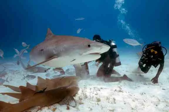 Bimini, Bahamas -Divers interacting with a Tiger Shark (Galeocerdo cuvier) in Bimini, Bahamas