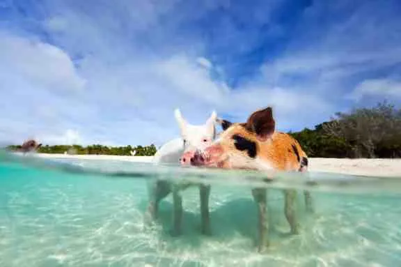 The famous swimming pigs of the Bahamas are a unique and popular attraction. Found on Big Major Cay in the Exuma Cays, these feral pigs have become a beloved part of the region's charm. Visitors can enjoy the surreal experience of watching and interacting with these friendly pigs as they swim in the crystal-clear waters, creating a one-of-a-kind encounter that has captured the hearts of many.
