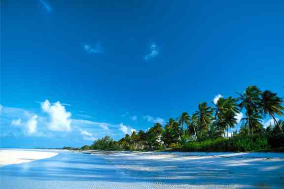 Palm trees along beach in the Bahamas