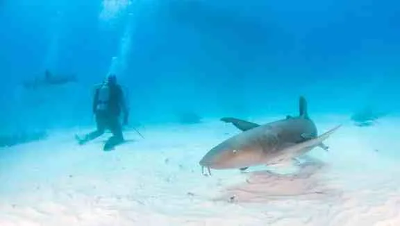 Picture shows a Nurse shark at the Bahamas