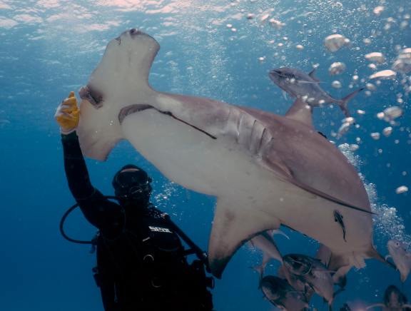 Bimini, Bahamas - December 2022: Divers interacting with Great Hammerheads (Sphyrna mokarran) in Bimini, Bahamas