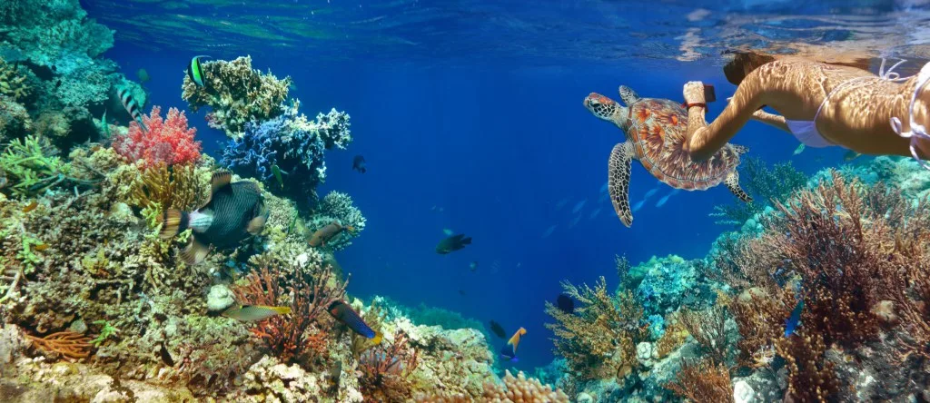 The Best Snorkeling Spots in the Bahamas, and How Your Charter Yacht Gets You There
