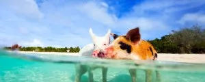 Yacht Charter in Big Major Cay