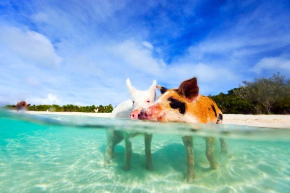 Swimming Pigs at Big Major Spot, Exuma Cays, Bahamas