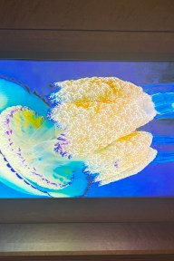 Real Yacht Image from Review