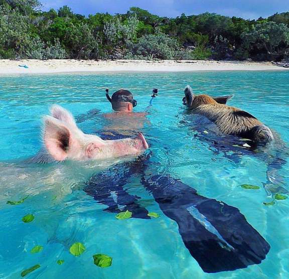 Image of SERENDIPITY yacht #16