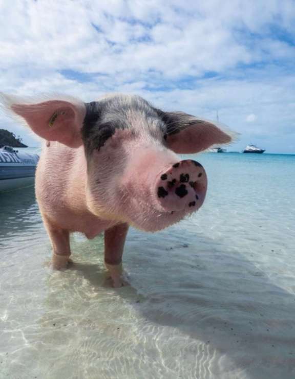 Image of CRISTAL yacht #18