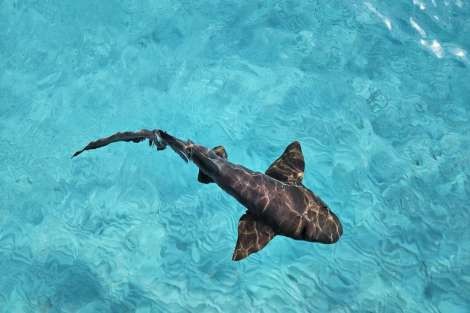 Review img # 2 of the yacht KITTIWAKE