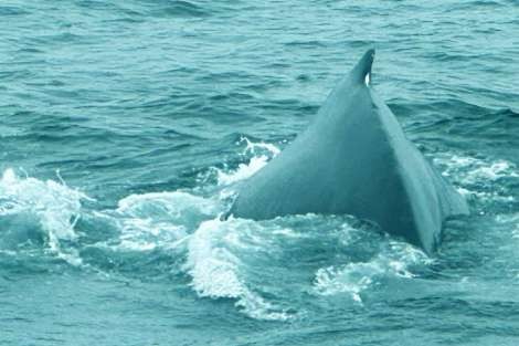 Review img # 16 of the yacht TIMELESS 62